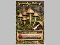 Spitzkegeliger Kahlkopf1